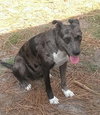 Riley - A Bonded Pair - Mother & Son