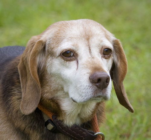 George the Beagle
