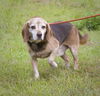 George the Beagle
