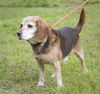 George the Beagle