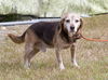 George the Beagle