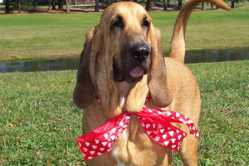 Elvis the Bloodhound