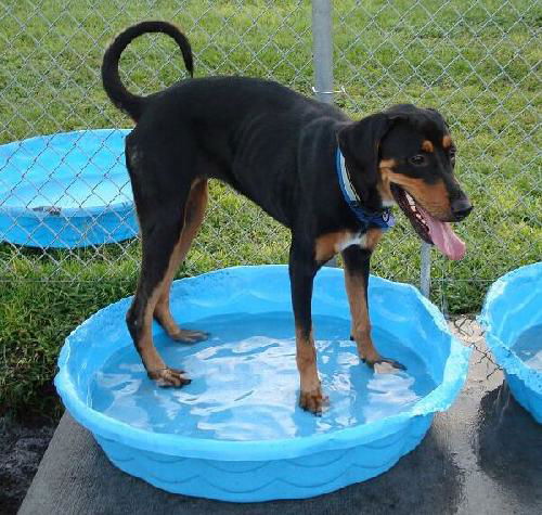 Brittney the Black and Tan Coonhound 