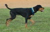 Brittney the Black and Tan Coonhound 