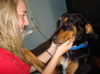 Brittney the Black and Tan Coonhound 