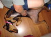 Brittney the Black and Tan Coonhound 