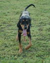 Brittney the Black and Tan Coonhound 