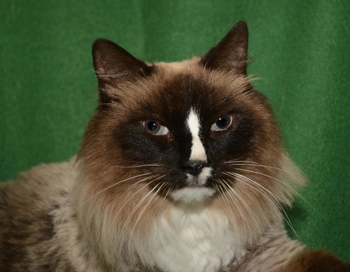 Nicholas the Ragdoll