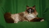 Nicholas the Ragdoll