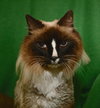 Nicholas the Ragdoll