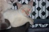 Ramboe the Flame Point Siamese