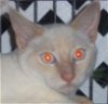 Ramboe the Flame Point Siamese