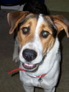 Sid the Husky Hound