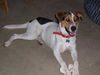 Sid the Husky Hound