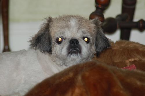 Hurley the Pekingnese