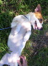 Daisy the Jack Russell