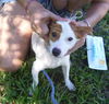 Daisy the Jack Russell