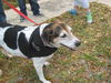 Pamela (Molly) the Loving Girl