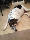 Pamela (Molly) the Loving Girl
