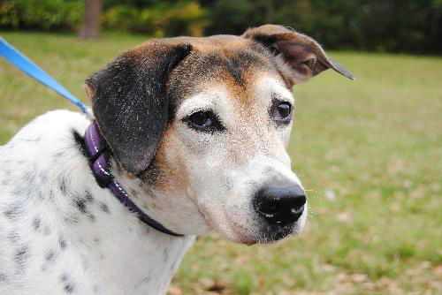 Pamela (Molly) the Loving Girl