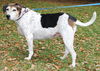 Pamela (Molly) the Loving Girl