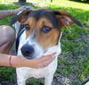 Pamela (Molly) the Loving Girl
