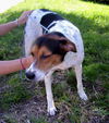 Pamela (Molly) the Loving Girl