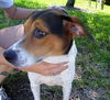Pamela (Molly) the Loving Girl