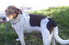 Pamela (Molly) the Loving Girl