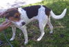 Pamela (Molly) the Loving Girl