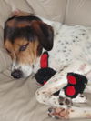 Pamela (Molly) the Loving Girl