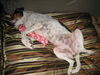 Pamela (Molly) the Loving Girl