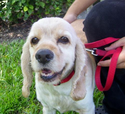 Joey the Cocker Spaniel