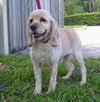 Joey the Cocker Spaniel