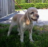Joey the Cocker Spaniel