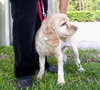 Joey the Cocker Spaniel