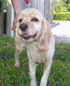 Joey the Cocker Spaniel