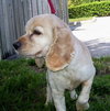 Joey the Cocker Spaniel