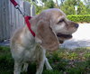 Joey the Cocker Spaniel