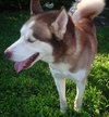Avalon the Husky