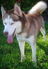 Avalon the Husky