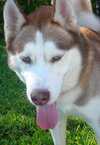 Avalon the Husky