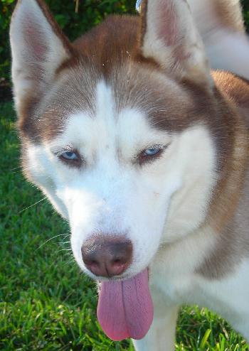 Avalon the Husky