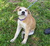 JR the Boxer Puppy