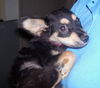 Porch the Taco Terrier Puppy