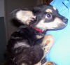 Porch the Taco Terrier Puppy