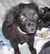 Oprah the Taco Terrier Puppy