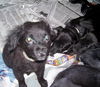Hannah the Taco Terrier Puppy