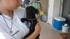 Pixie the Taco Terrier Puppy
