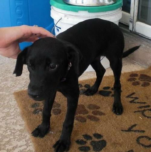 Ebony the Taco Terrier Puppy